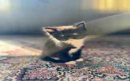 Persian cats for sale: mixed persian & bombay kittens  in Maidstone - Image 29