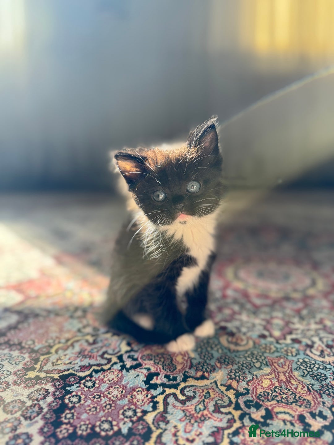 Persian cats for sale: mixed persian & bombay kittens  in Maidstone - Image 29