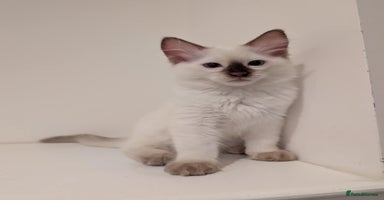 Ragdoll cats - Advert 4