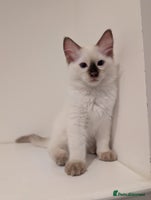 Ragdoll cats - Advert 3