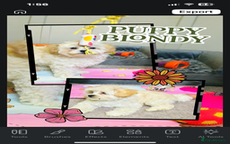 Maltipoo dogs for sale: TWO MINI MALTIPOO GIRLS ~ READY NOW  - Image 2