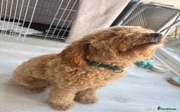 Cockapoo dogs for sale: Male Cockapoo Puppy 8 months.  - Image 10