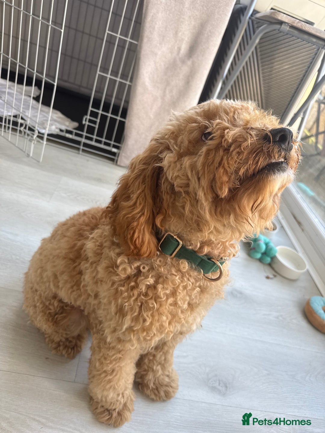 Cockapoo dogs for sale: Male Cockapoo Puppy 8 months.  - Image 10