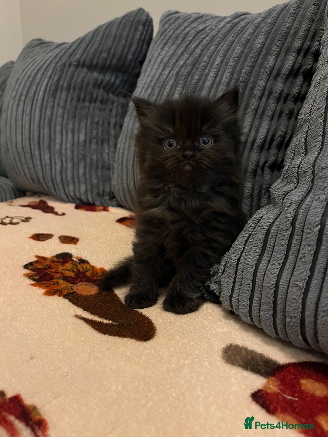 Himalayan cats for sale: Himalayan x chinchilla Persian  - Advert 5