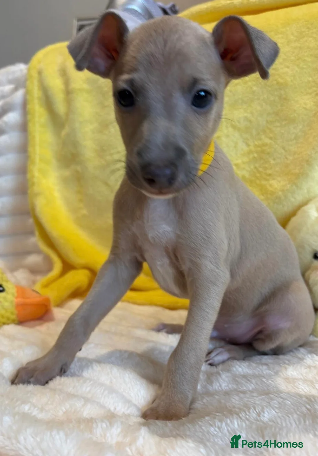 Mixed Breed dogs for sale: Gorgeous 3/4 ITALIAN GREYHOUND pups - Advert 14