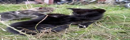 Mixed Breed cats for sale: Gorgeous kittens - Advert 5