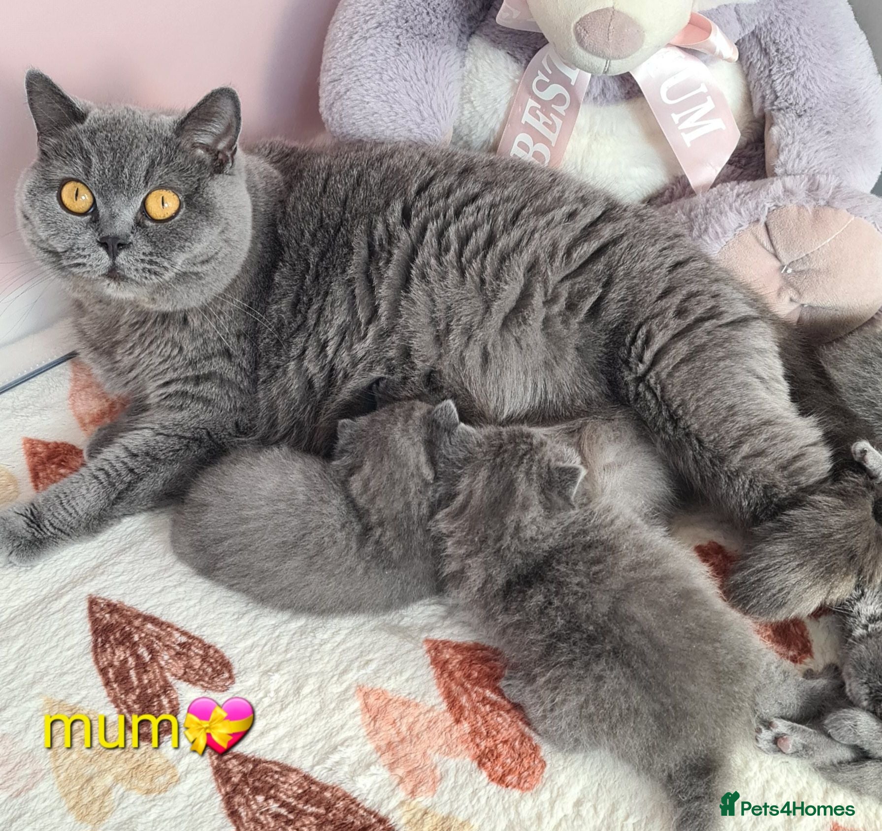 British Shorthair cats Full vaccination&Register GCCF BSH kittens 💝💙 - Advert 1