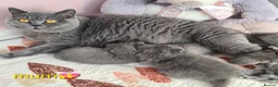 British Shorthair cats for sale: Full vaccination&Register GCCF BSH kittens 💝💙 - Advert 14