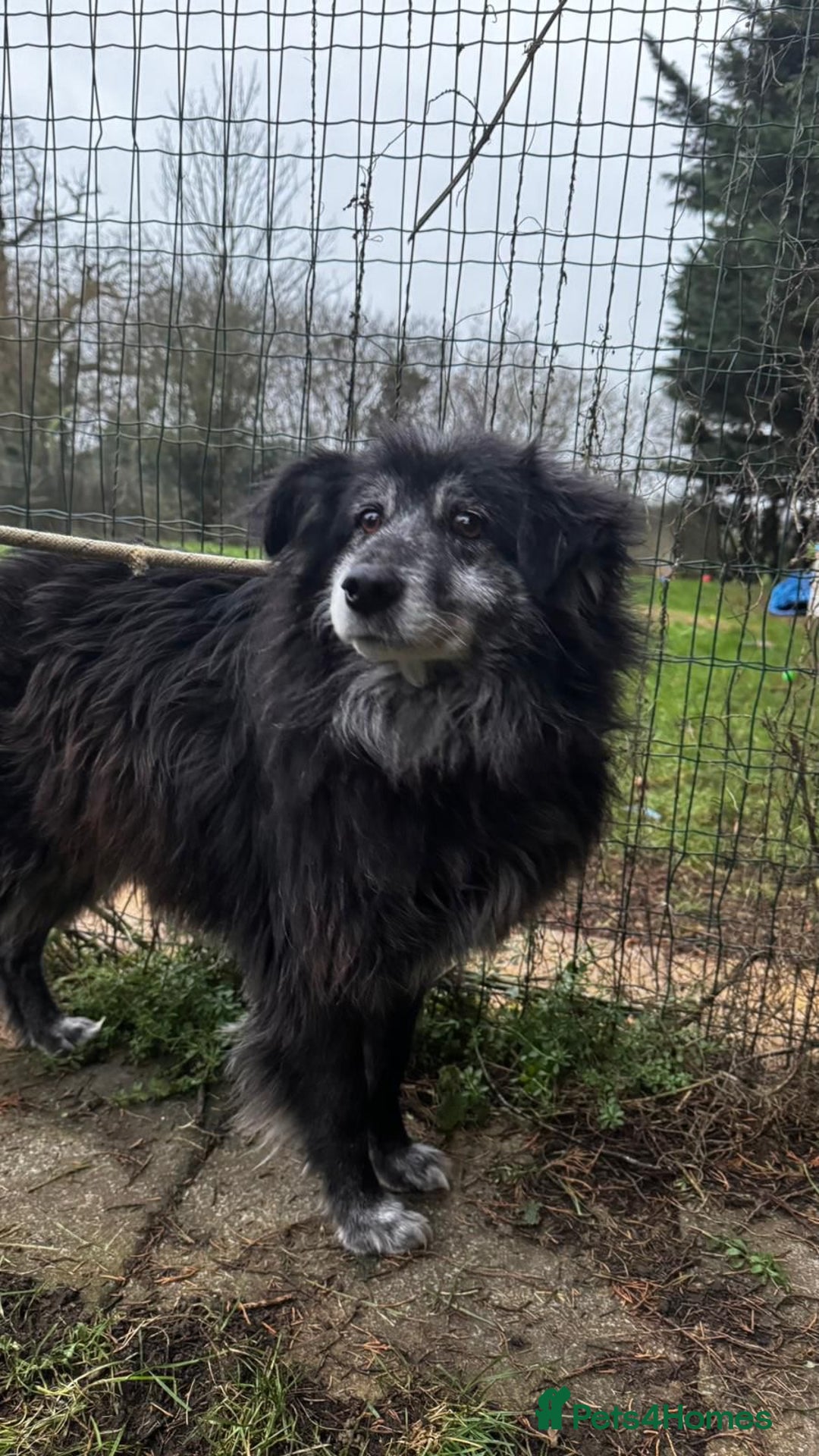 Mixed Breed dogs for adoption: Meet amazing MOOSE!!  - Advert 2