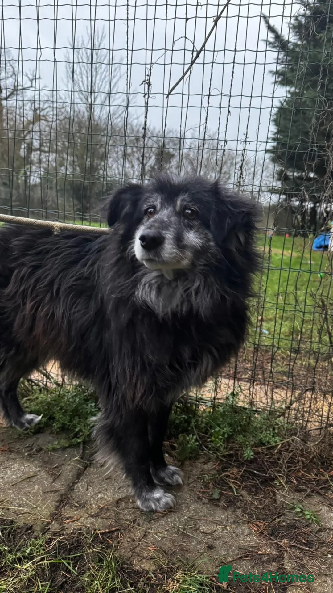 Mixed Breed dogs for adoption: Meet amazing MOOSE!!  - Advert 2