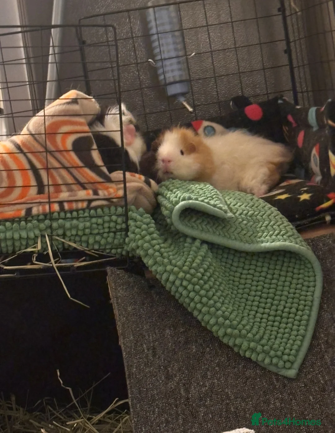 Guinea Pig rodents for sale: Pair of bonded male guinea pigs  in Cwmbran - Advert 1