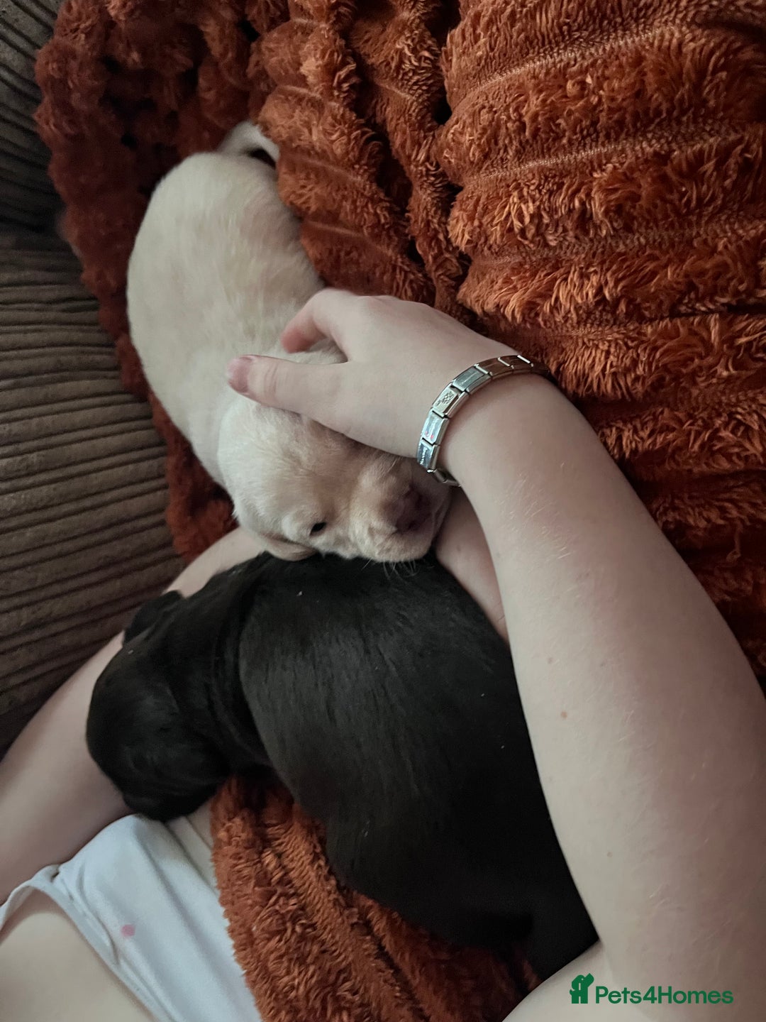 Labrador Retriever dogs for sale: 🌟 Fully vaccinated Chunky pedigree Labradors 🌟  - Advert 17