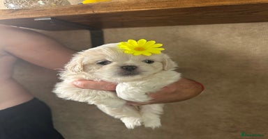 Pekingese dogs - Advert 9