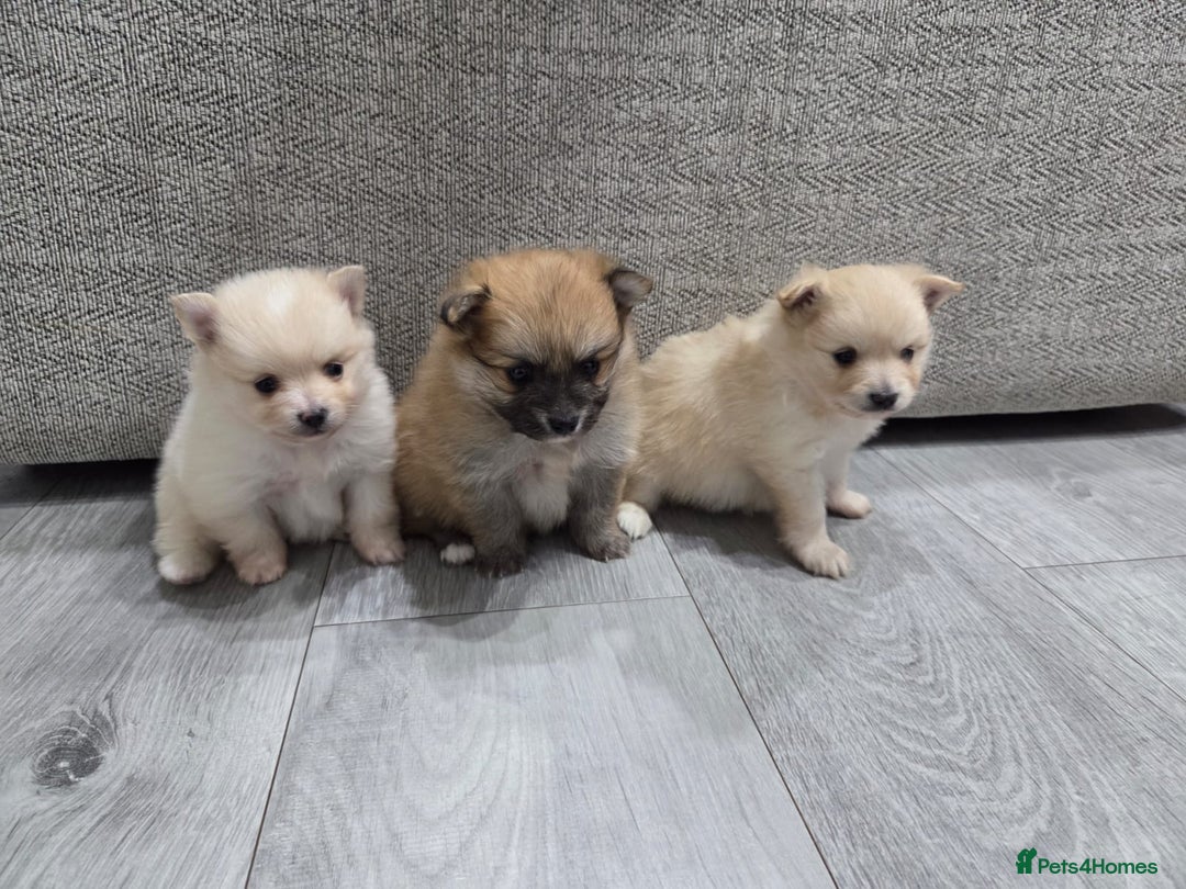 Pomeranian dogs for sale: Beautiful Pomeranian Puppies - Advert 2
