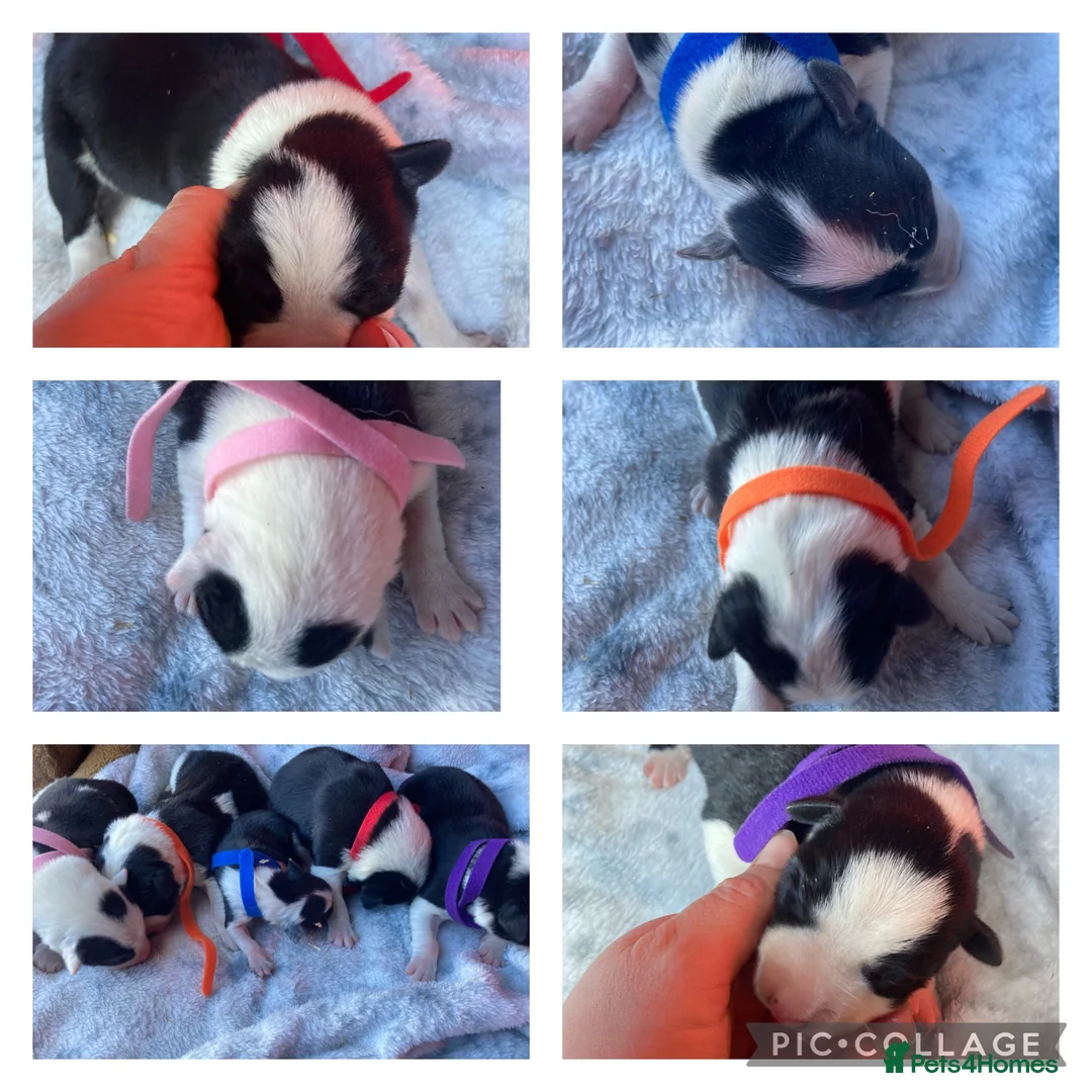 Border Collie dogs for sale: ☀️Stunning Border Collie Puppies☀️ - Advert 1