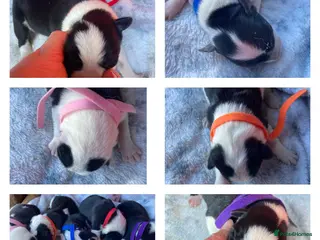 Border Collie dogs ☀️Beautiful Border Collie Puppies☀️ - Advert 1
