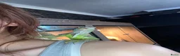 Iguana reptiles for sale: 11 month old green iguana  - Advert 2