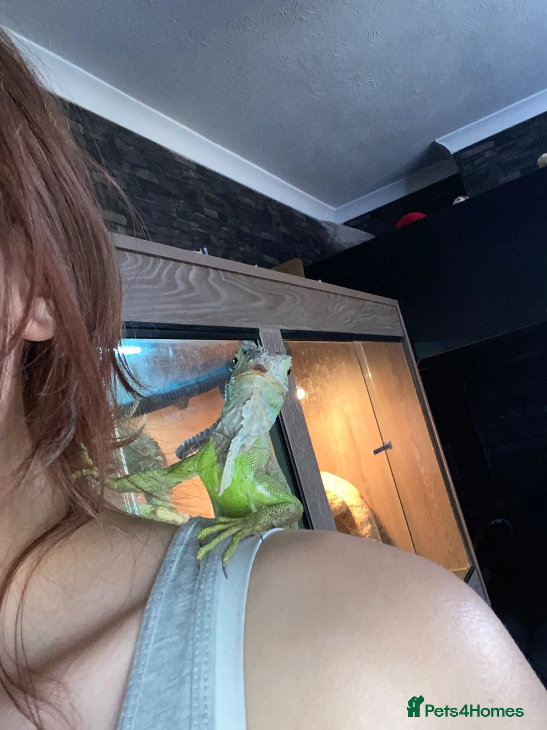 Iguana reptiles for sale: 11 month old green iguana  - Advert 2