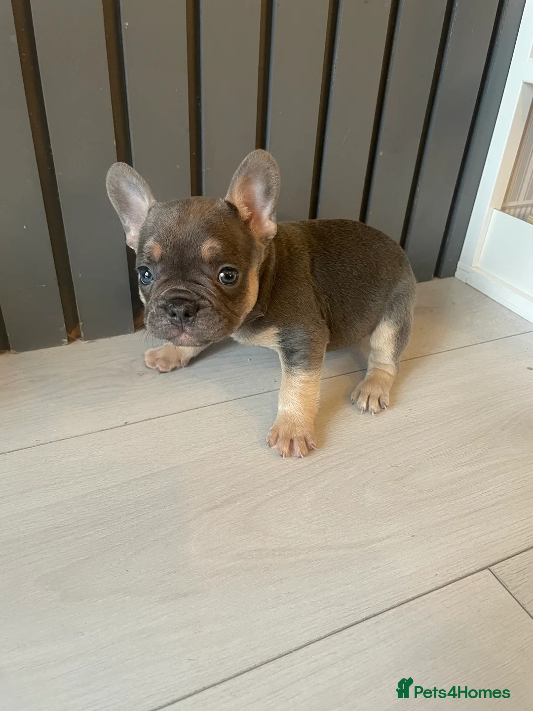 French Bulldog dogs for sale: Beautiful healthy French bulldogs  - Advert 7