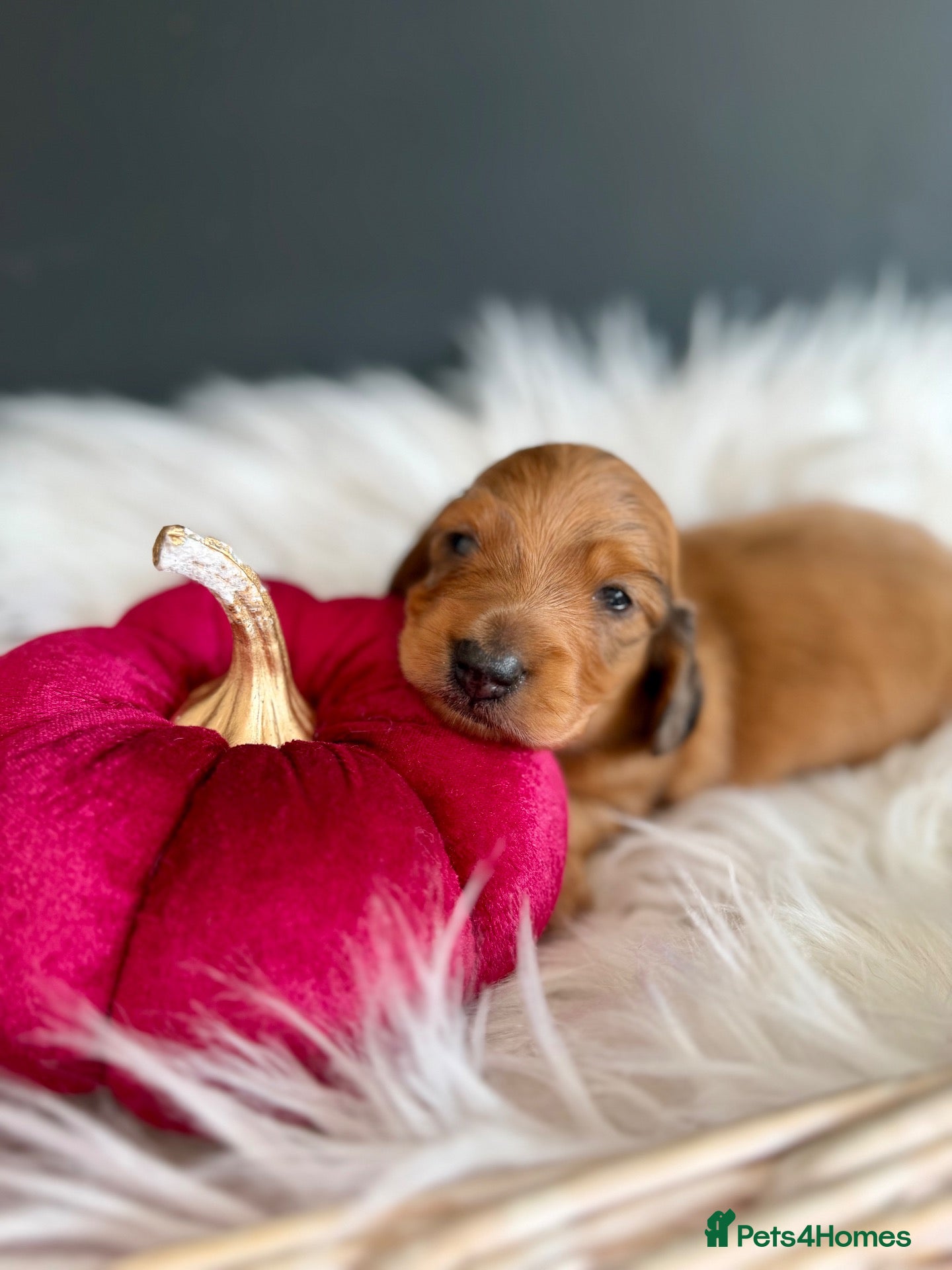 Miniature Dachshund dogs 🏆Champion Lines Minature Dachshunds🏆 - Advert 1