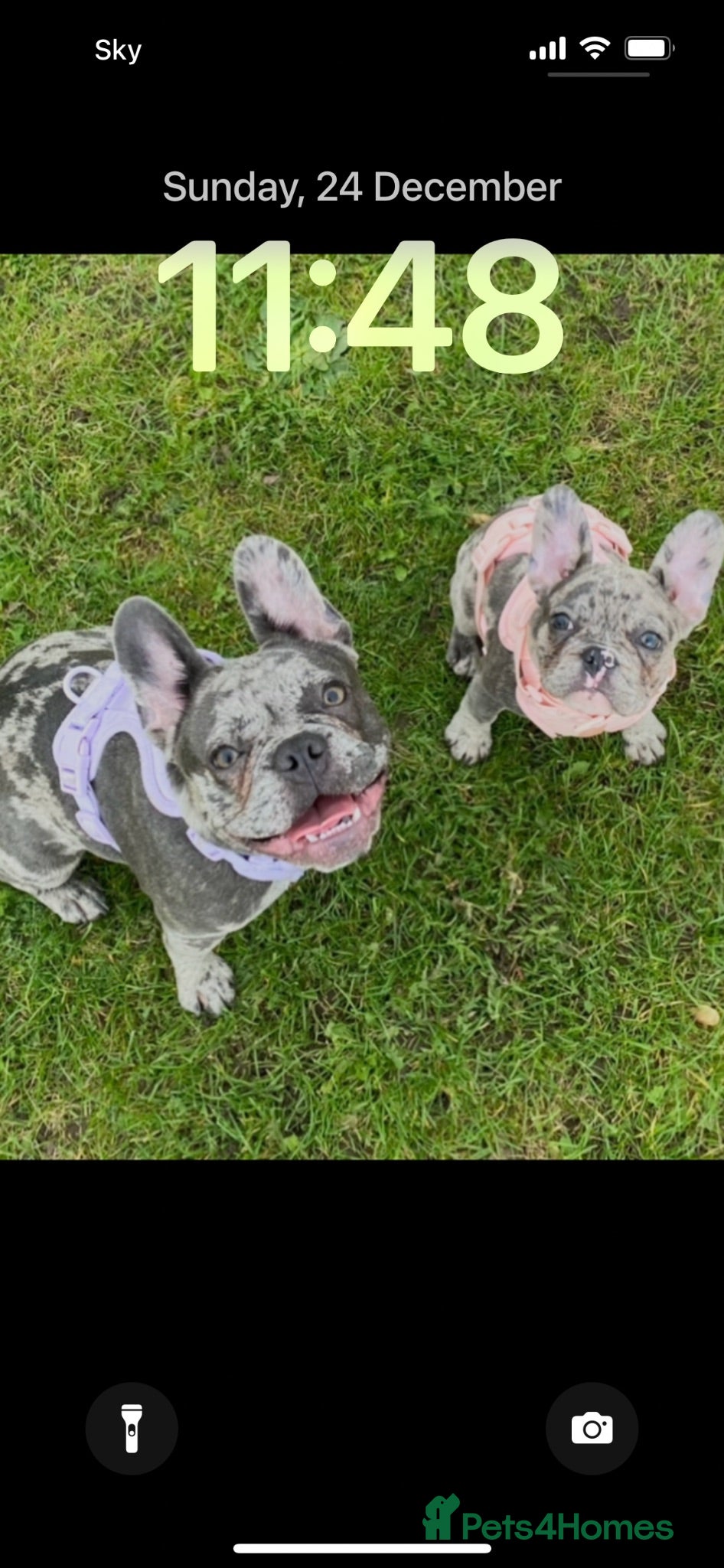French Bulldog dogs Tri Merle French Bulldog - Advert 8