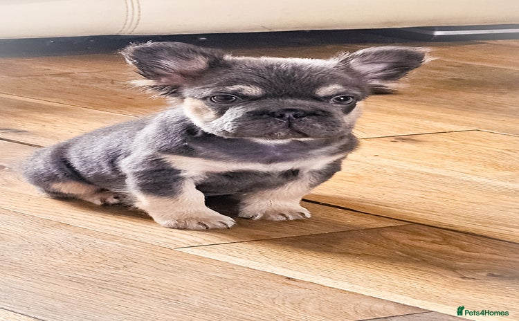 French Bulldog dogs - Advert 1