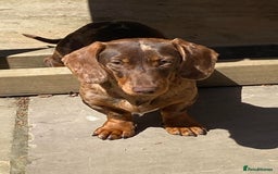 Miniature Dachshund dogs for stud: Carries cream+Blue+**** ultrasound+Ov in Heathfield - Image 3