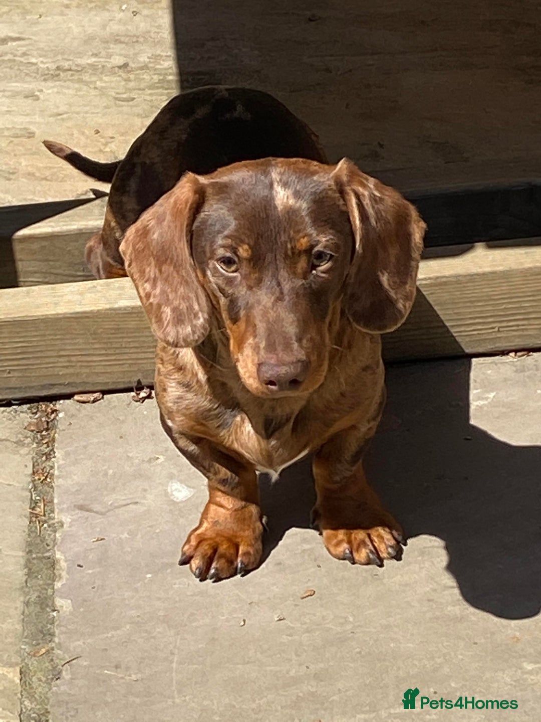 Miniature Dachshund dogs for stud: Carries cream+Blue+**** ultrasound+Ov in Heathfield - Image 3