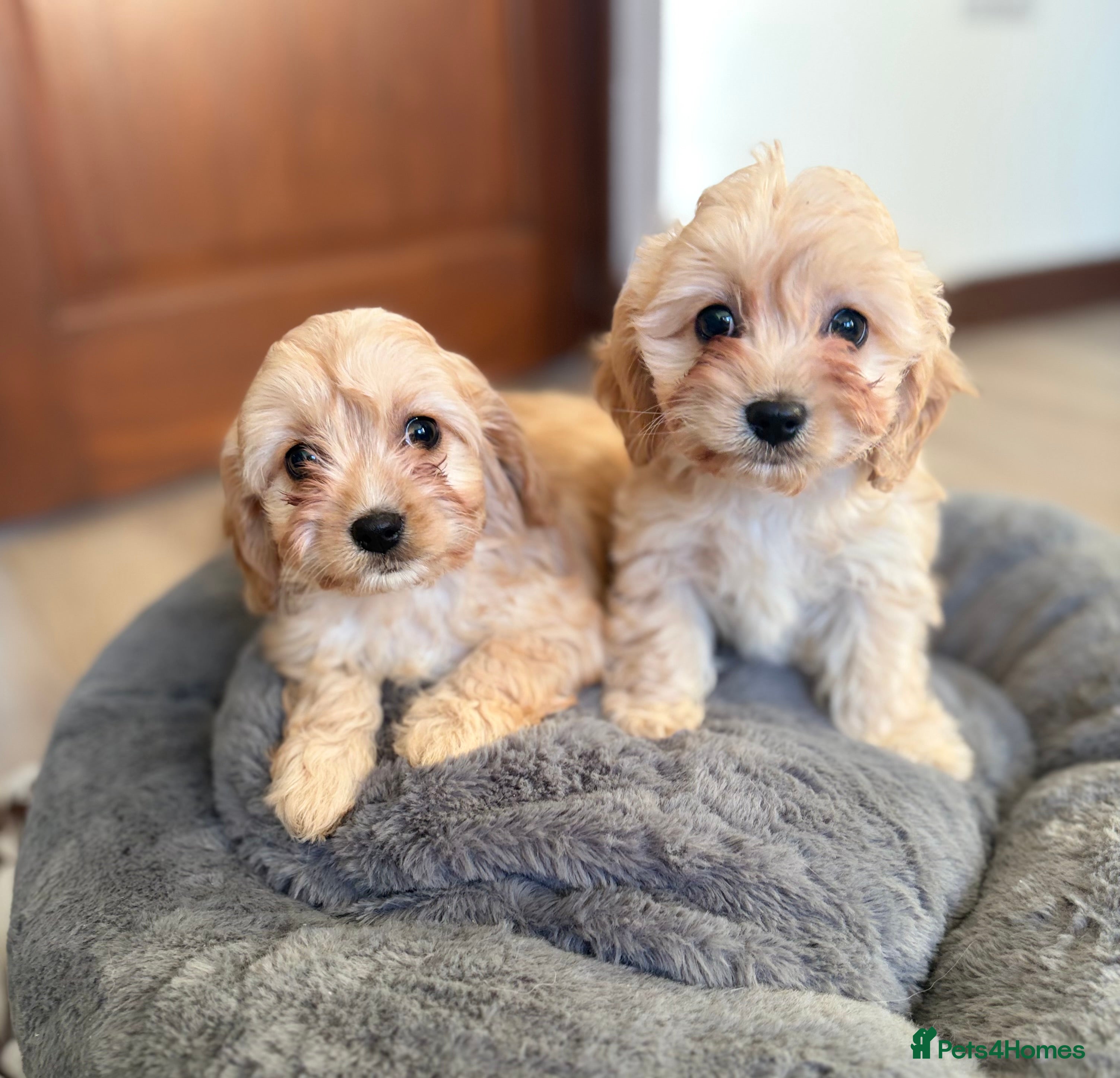 Cavachon dogs Cavachon puppies - Advert 1