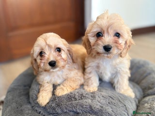 Cavachon dogs Cavachon puppies - Advert 1