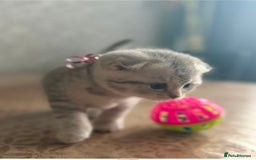 Scottish Fold cats for sale: 2 Adorable Scottish fold kittens left  - Advert 8