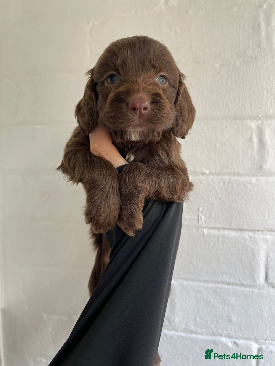 Cockapoo dogs for sale: Adorable Cockerpoo Puppies Ready - Image 14