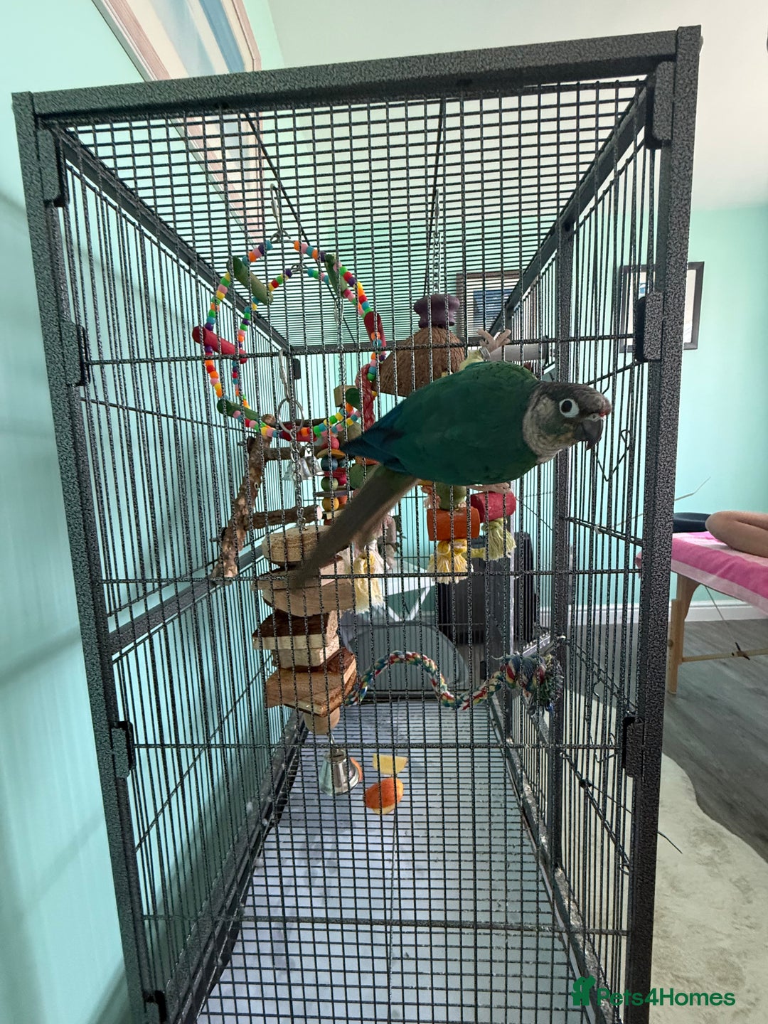 Conures birds for sale: Conures - Image 10