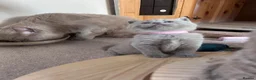 British Shorthair cats for sale: Tica registered British Shorthair Kittens  - Advert 6