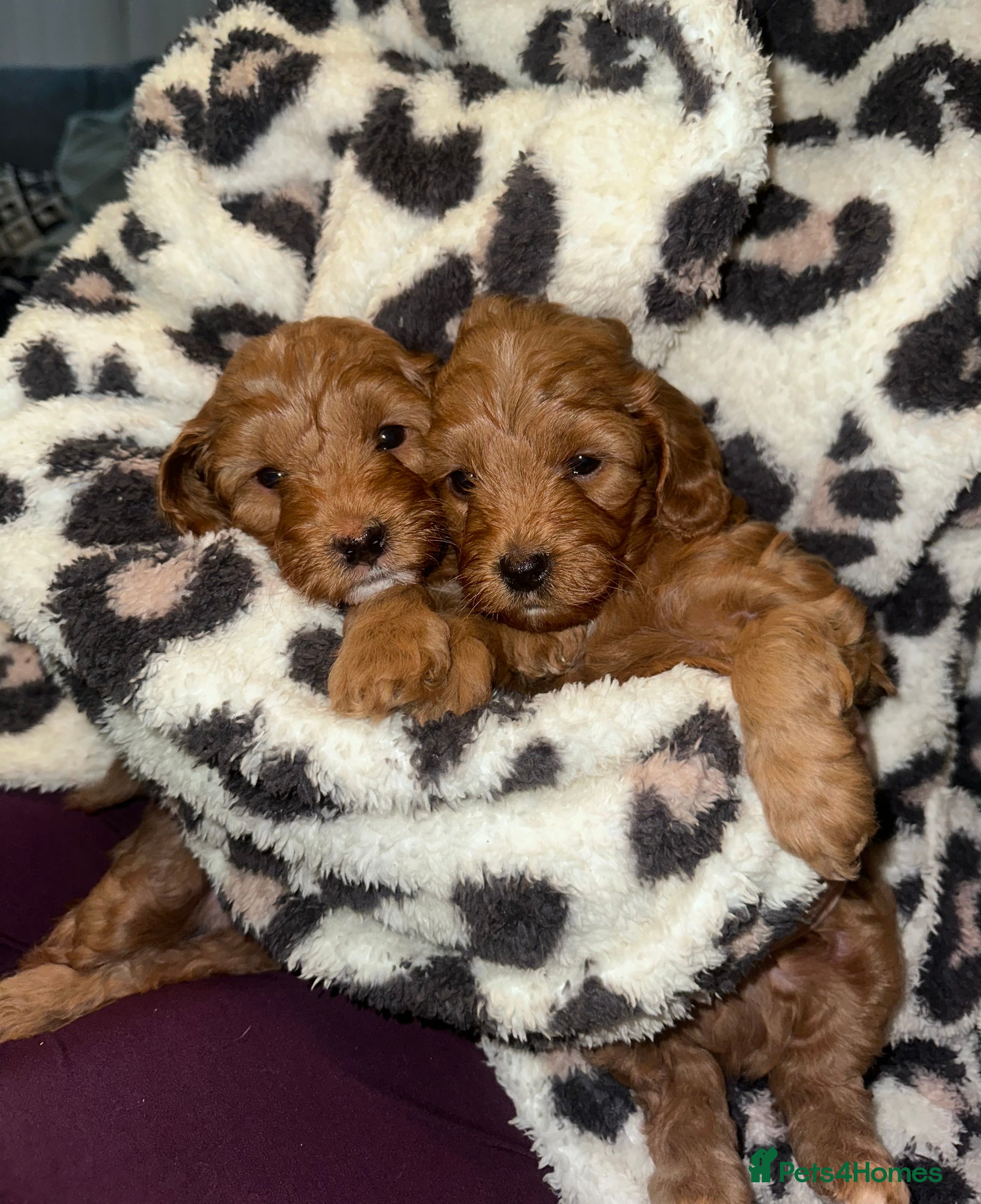 Cockapoo dogs F1B Minature Cockapoo puppies in Fox Red colour - Advert 14