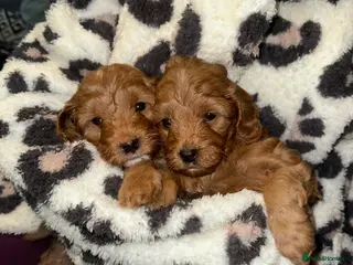 Cockapoo dogs F1B Minature Cockapoo puppies in Fox Red colour - Advert 5