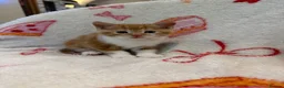 Domestic Shorthair cats for sale: 2 Beautiful Kittens Looking For Forever Home - Advert 3