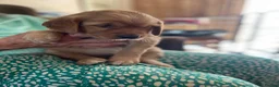 Golden Retriever dogs for sale: Two male pups  - Advert 2