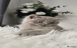 Scottish Fold cats for sale: 3 Beautiful Scottish Fold Kittens(Taki,Taco,Tango) - Image 8
