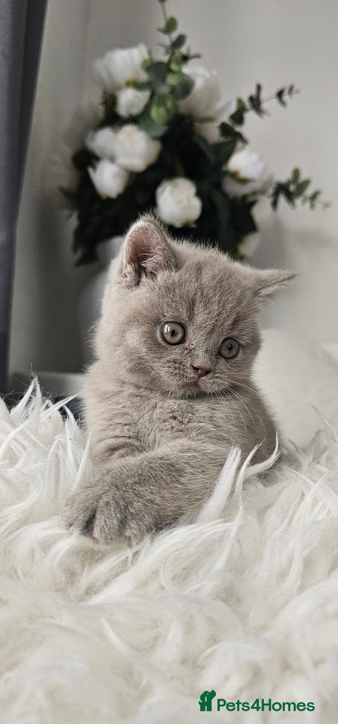 Scottish Fold cats for sale: 3 Beautiful Scottish Fold Kittens(Taki,Taco,Tango) - Image 8