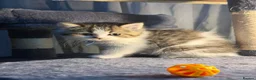 British Longhair cats for sale: TICA British Longhair Golden Girls – Ready Now - Advert 7