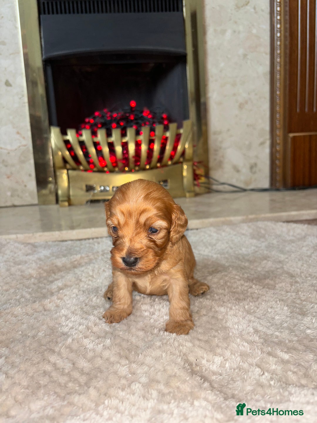 Cockapoo dogs for sale: Beautiful F1 cockapoos - Image 5