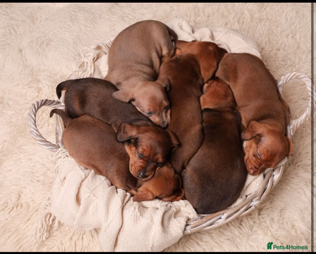 Dachshund dogs for sale: Dachshund choc-based-red puppies available now!! - Advert 12