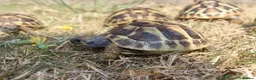 Tortoise reptiles for sale: BABY HERMANNS & SET UPS! - Advert 7