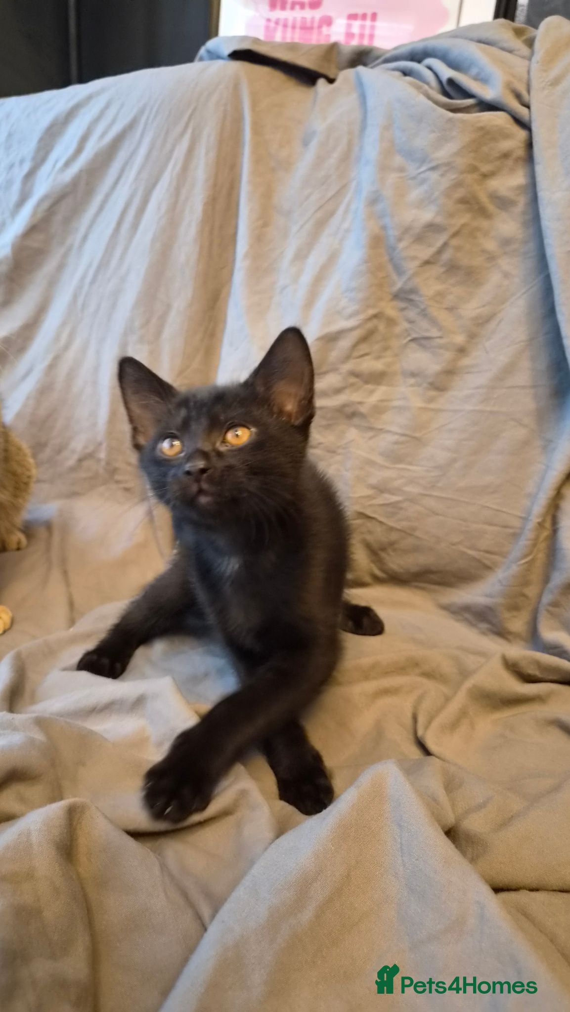 Scottish Fold cats REDUCED & READY TO GO ❤️ 3 kittens left  - Advert 2
