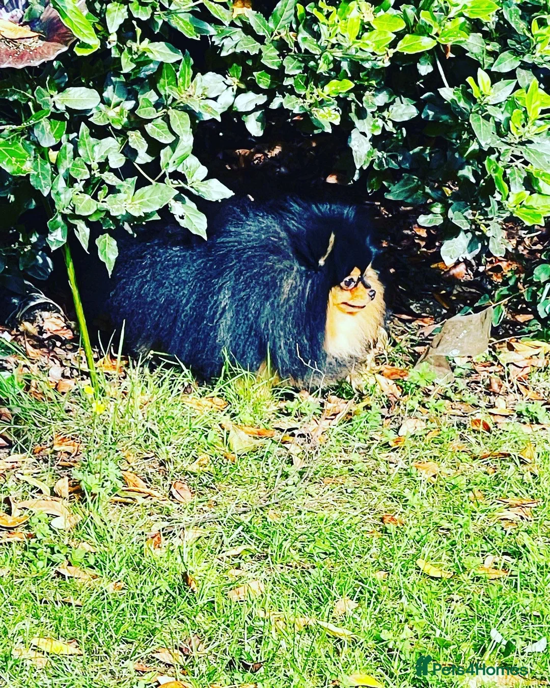 Pomeranian dogs for stud: STUNNING FENDI OPEN AT STUD 🏆CHAMPION SIRED🏆 in Grays - Advert 18