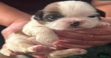 Shih Tzu dogs - Advert 14