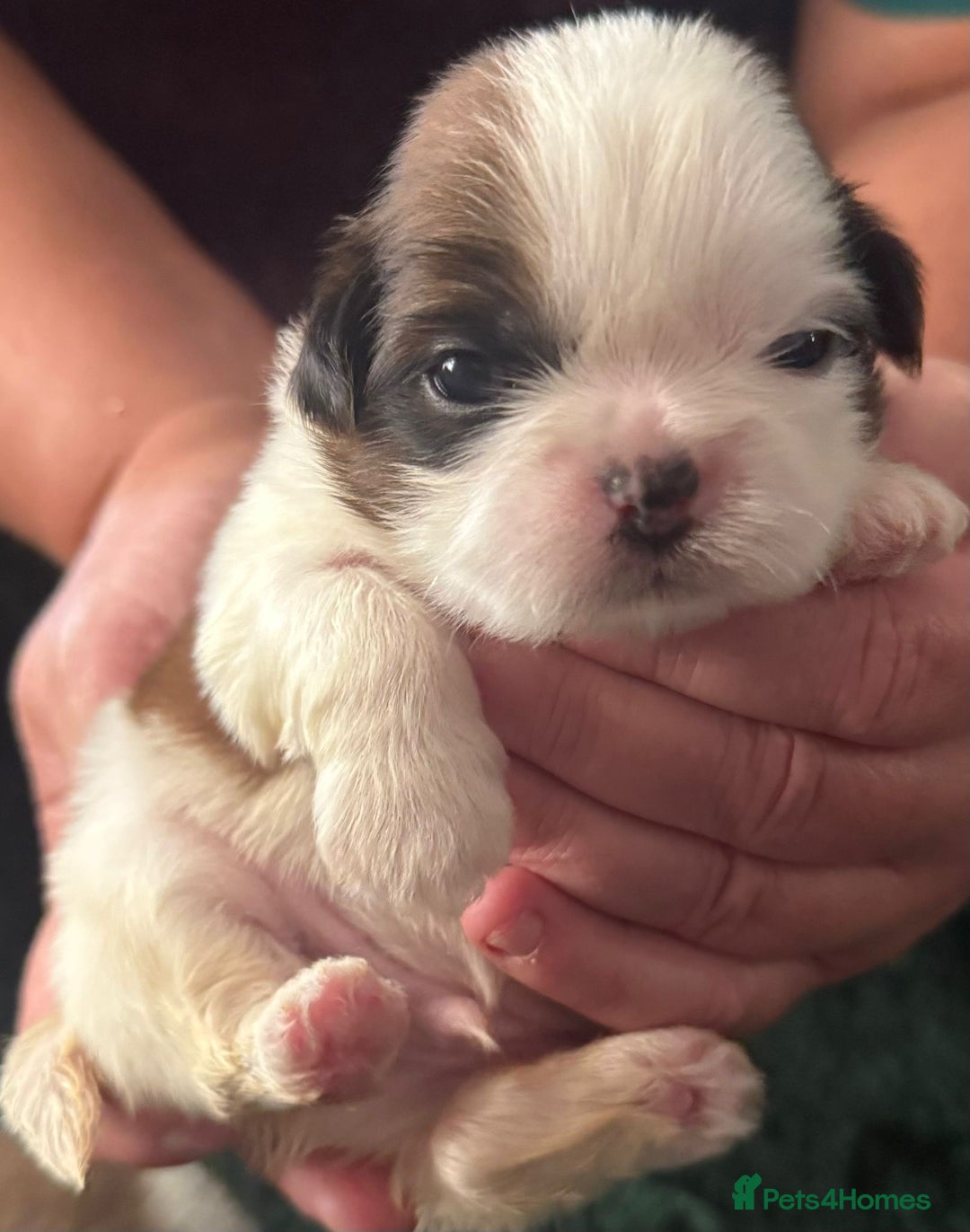 Shih Tzu dogs for sale: Kc gold and white boys only 14 dna health tested  - Image 2