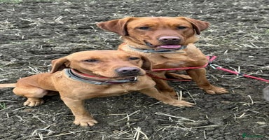 Labrador Retriever dogs - Advert 8