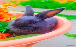 Alaska rabbits for sale: 3 Alaskan baby rabbits - Image 4